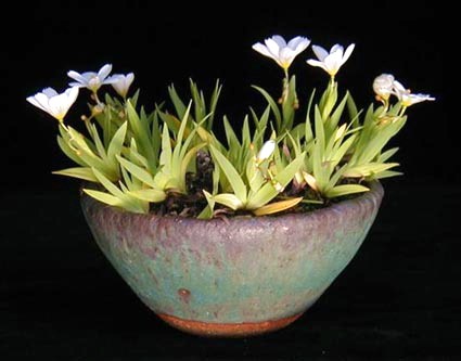 Sisyrhinchium spec_Binsenlilie.jpg